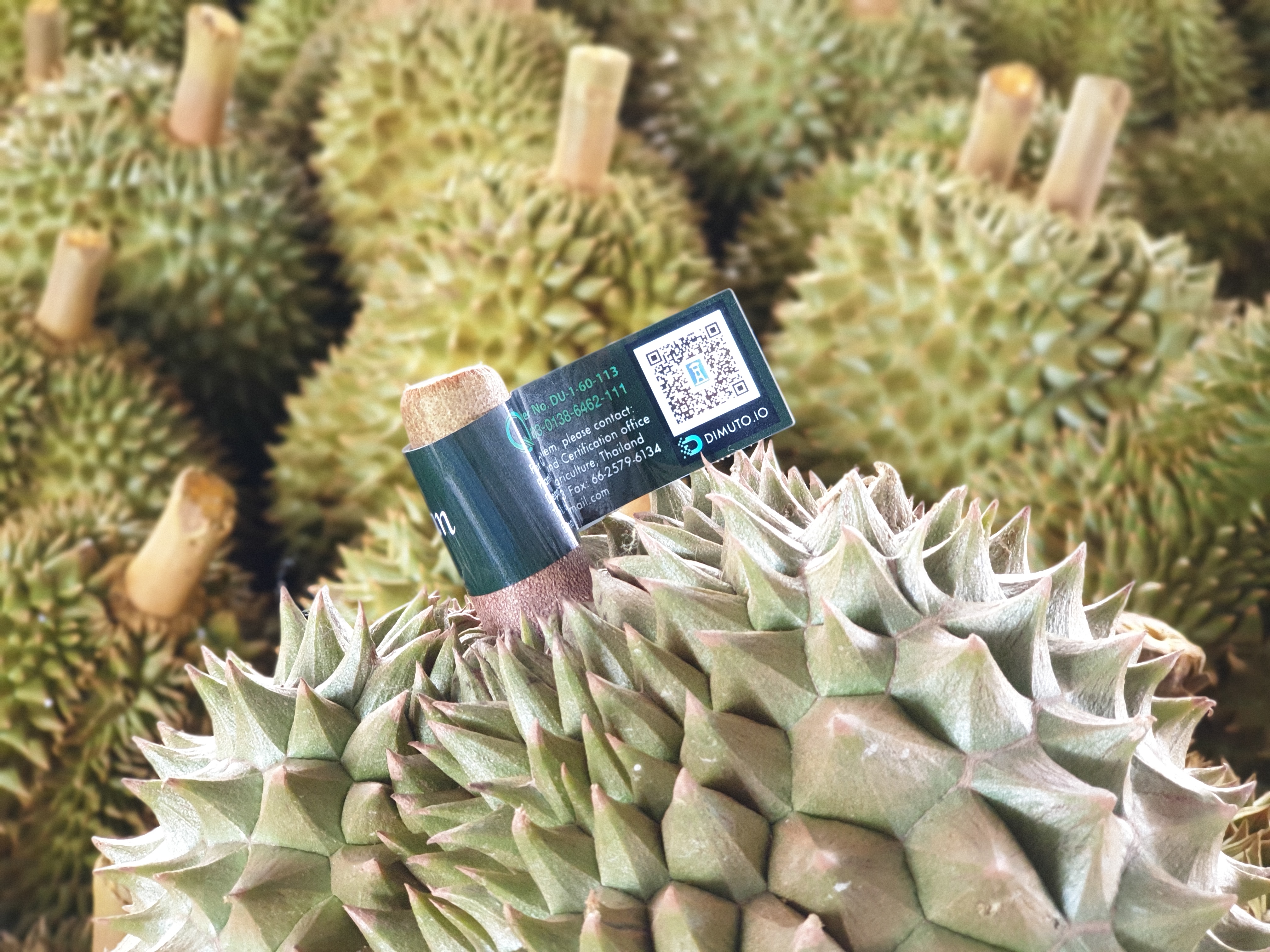 DiMuto Digitialized Durian QR Code