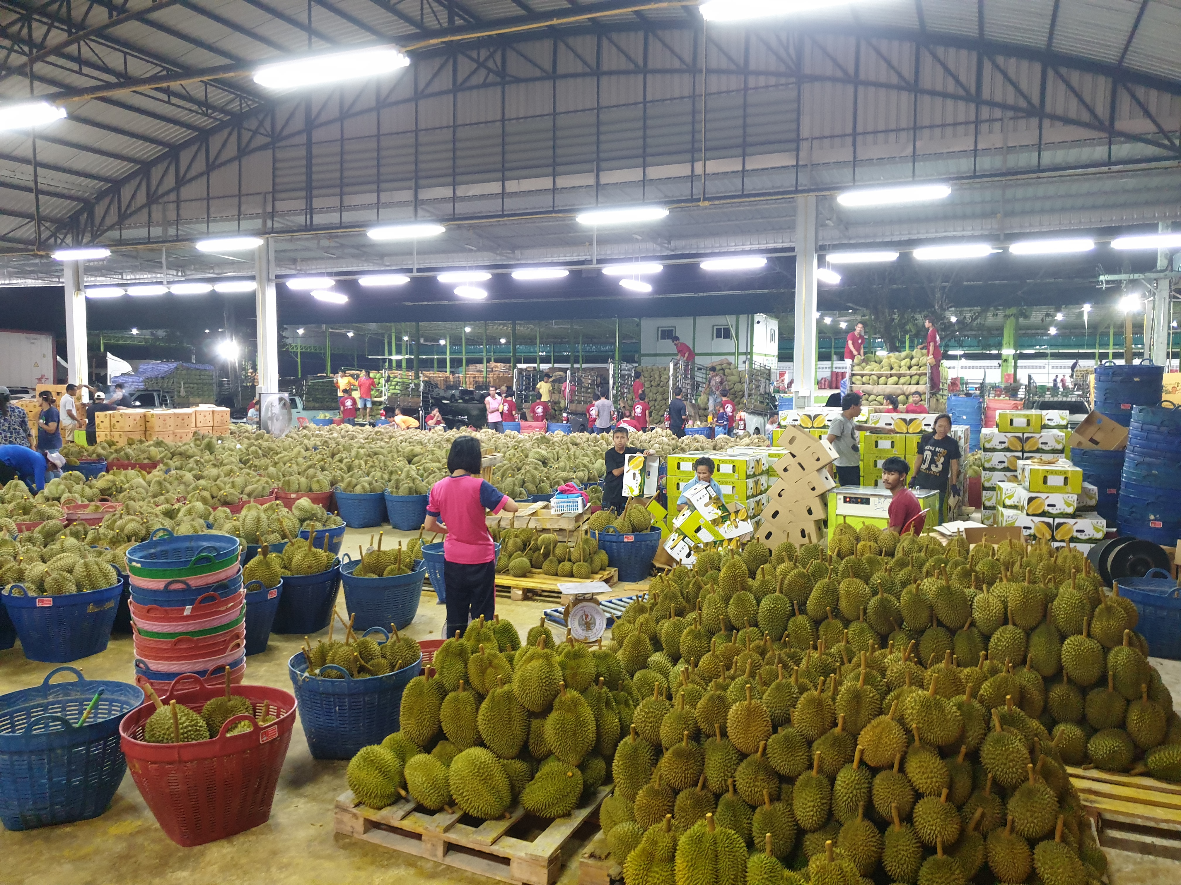 Thailand Fresh Durian Packing House