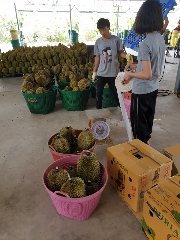 Financing The World’s First Blockchained Durians Queen Frozen Fruit